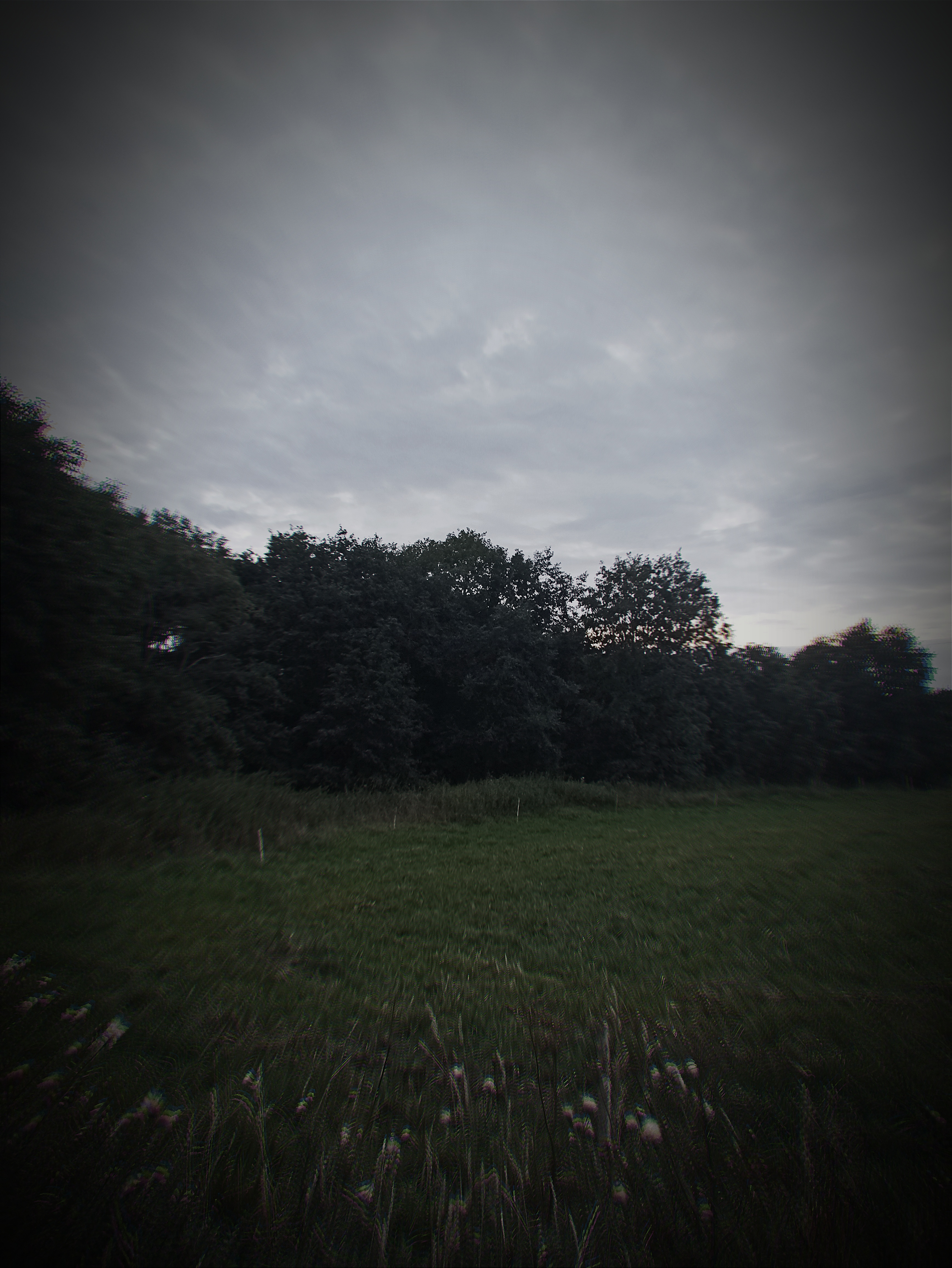 Serene Meadow